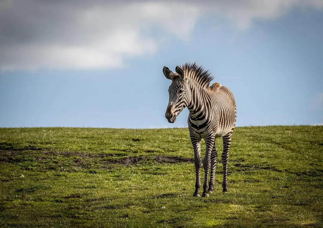 A newborn zebra in the lush, emerald green grass of Kenya during the long rains season